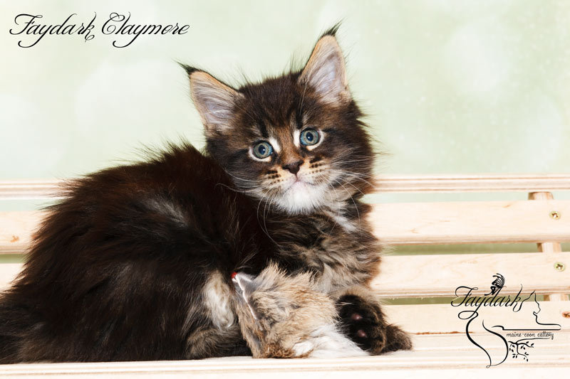 Faydark Claymore - Котенок мейн-кун 1 месяц 2 недели