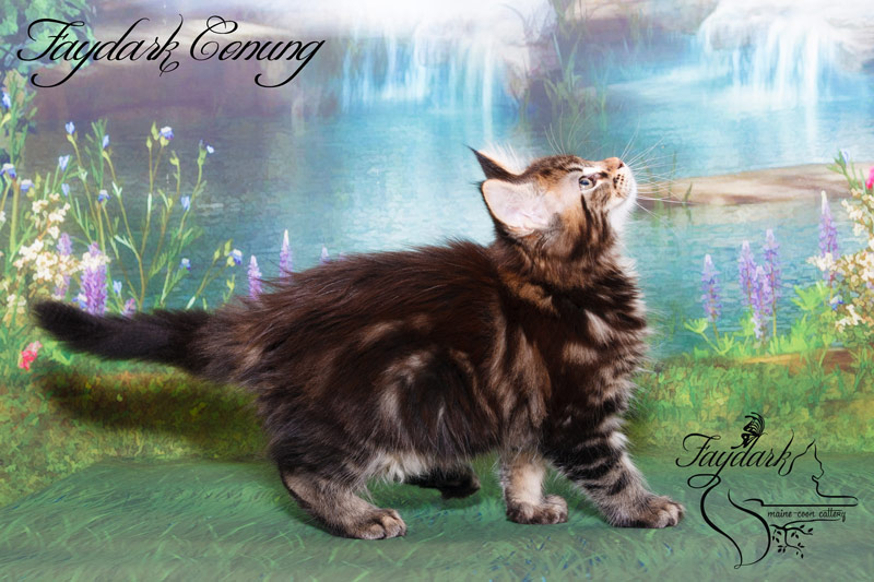 Faydark Conung - Кошеня мейн-кун 2,5 місяця