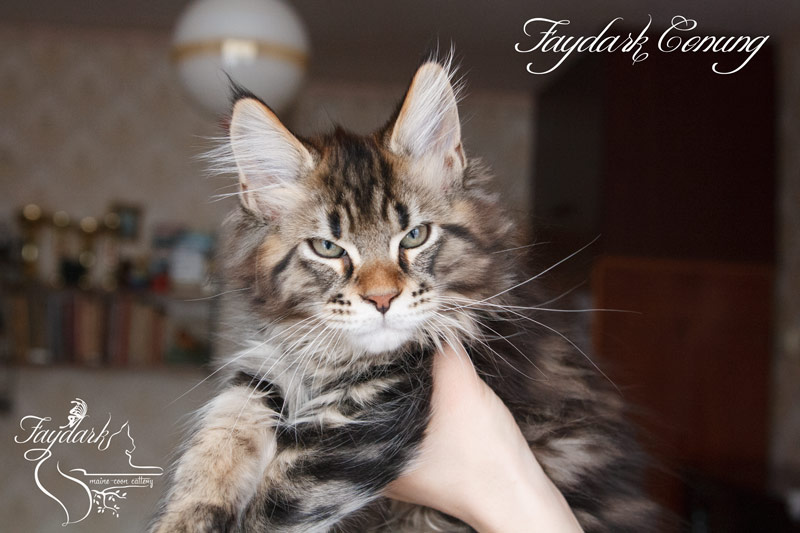 Faydark Conung - Кошеня мейн-кун 3 місяця