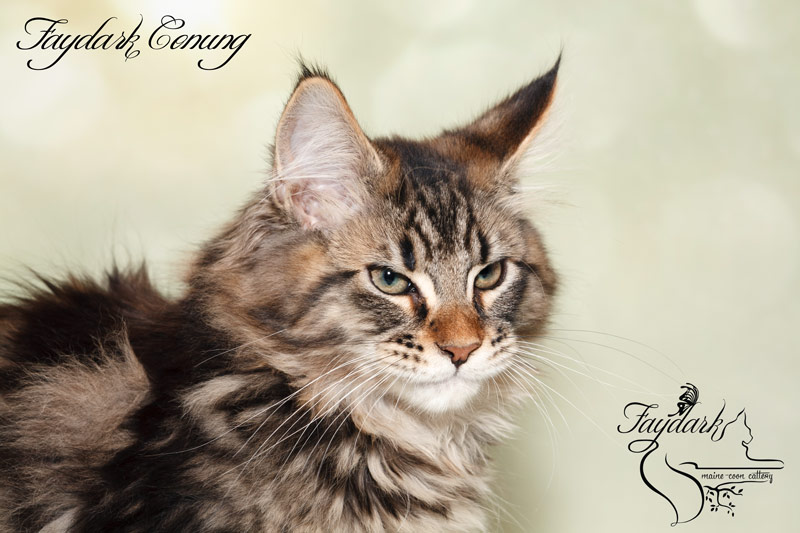 Faydark Conung - Кошеня мейн-кун 3,5 місяця