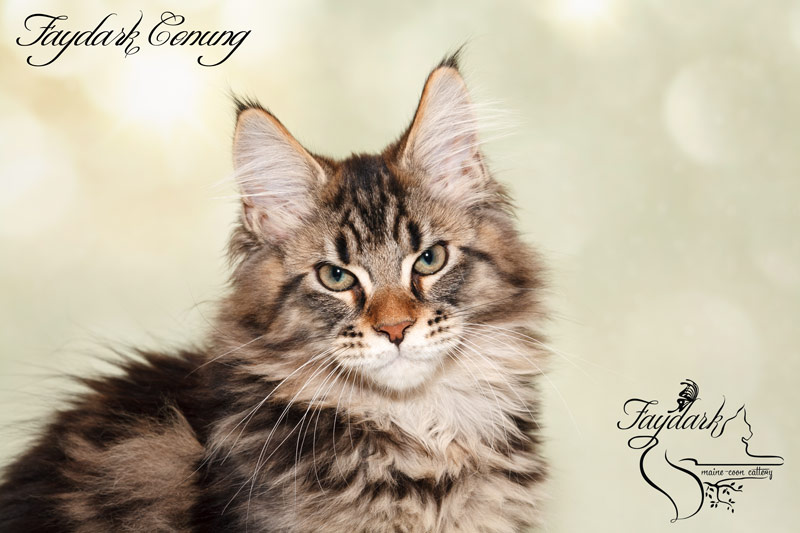 Faydark Conung - Кошеня мейн-кун 3,5 місяця