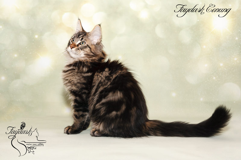 Faydark Conung - Кошеня мейн-кун 3,5 місяця