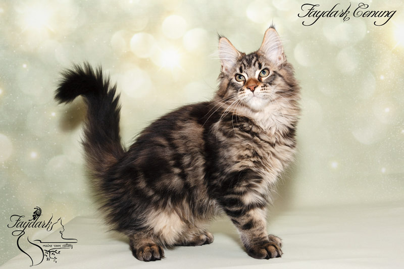 Faydark Conung - Кошеня мейн-кун 3,5 місяця