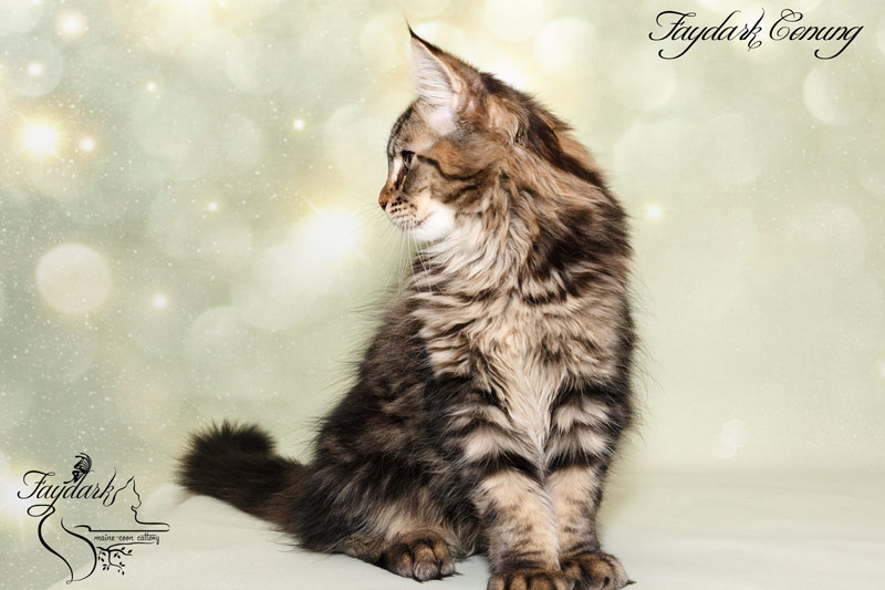 Faydark Conung - Кошеня мейн-кун 3,5 місяця