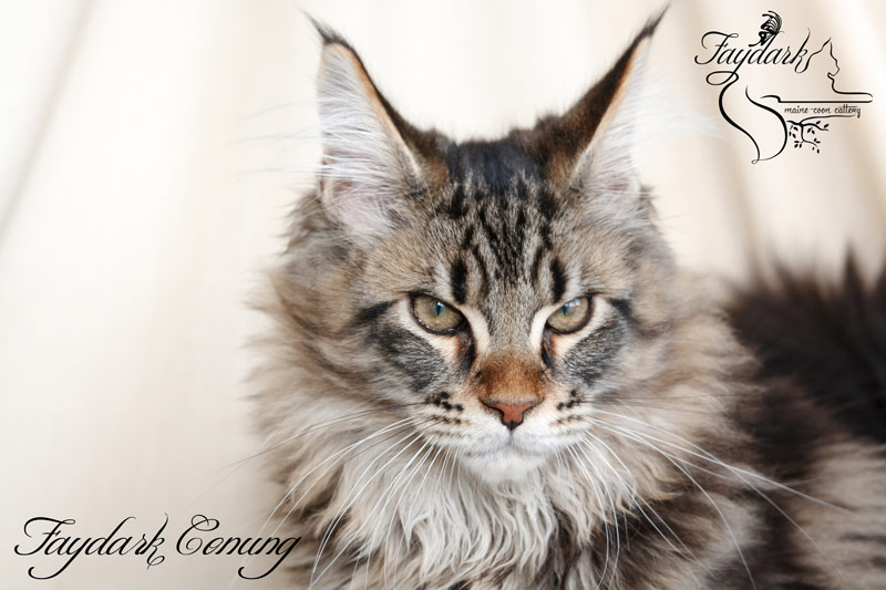 Faydark Conung - Кошеня мейн-кун 4 місяця
