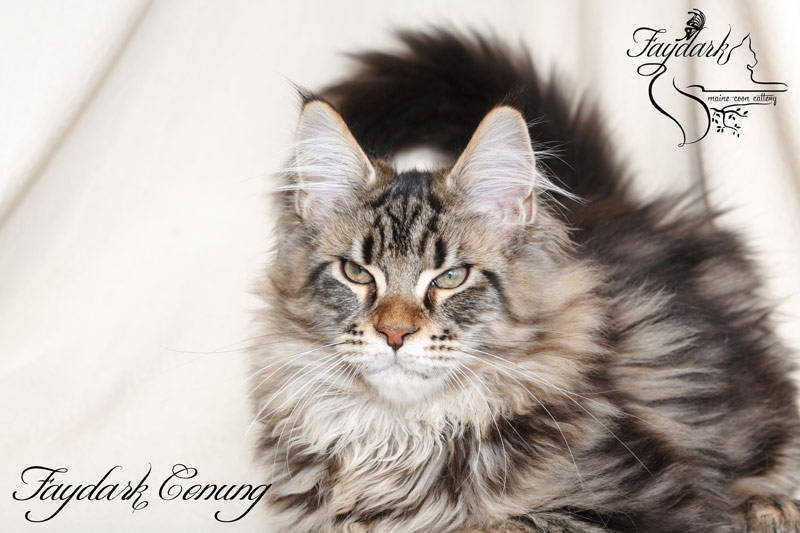 Faydark Conung - Кошеня мейн-кун 4 місяця