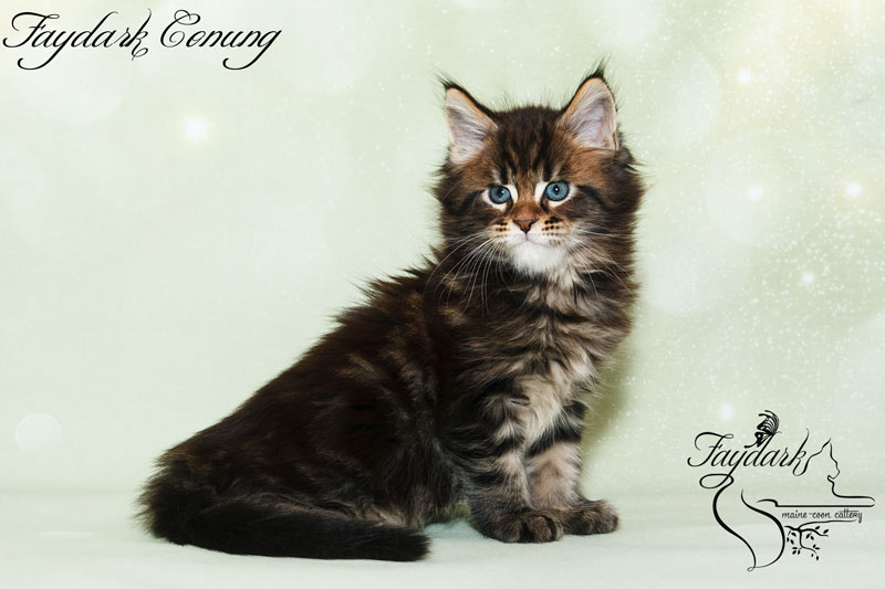 Faydark Conung - Кошеня мейн-кун 1 місяць 2 тижні