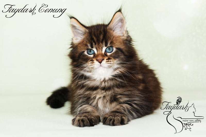 Faydark Conung - Кошеня мейн-кун 1 місяць 2 тижні