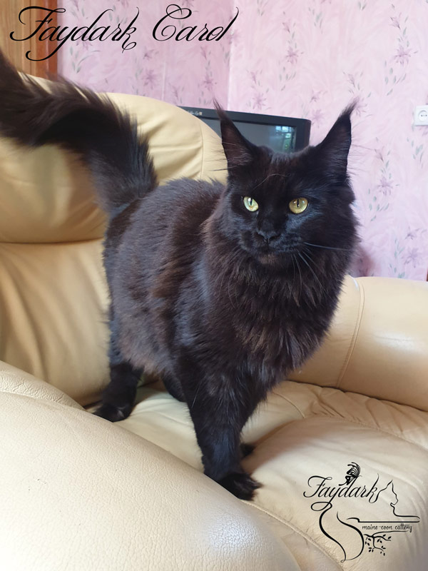 Faydark Carol - Adult maine-coon 1 year 5.5 months