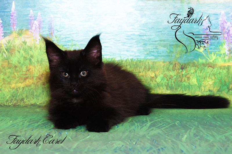 Faydark Carol - Kitten maine-coon 2.5 months