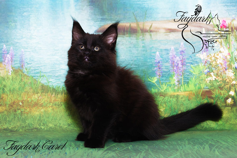 Faydark Carol - Kitten maine-coon 2.5 months