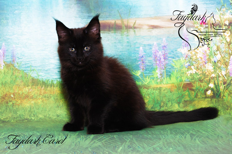 Faydark Carol - Kitten maine-coon 2.5 months