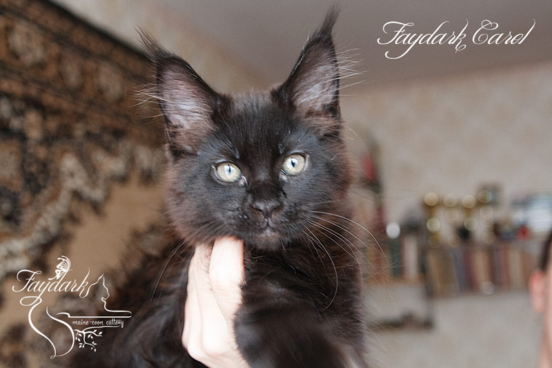 Faydark Carol - Kitten maine-coon 3 months