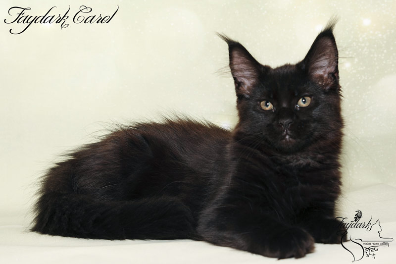 Faydark Carol - Kitten maine-coon 3.5 months