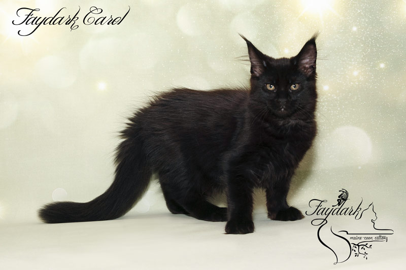 Faydark Carol - Kitten maine-coon 3.5 months