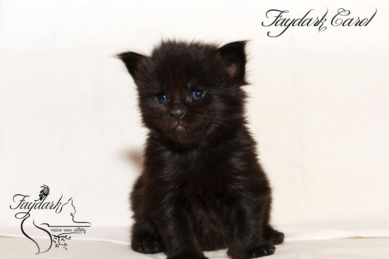 Faydark Carol - Kitten maine-coon 3 weeks
