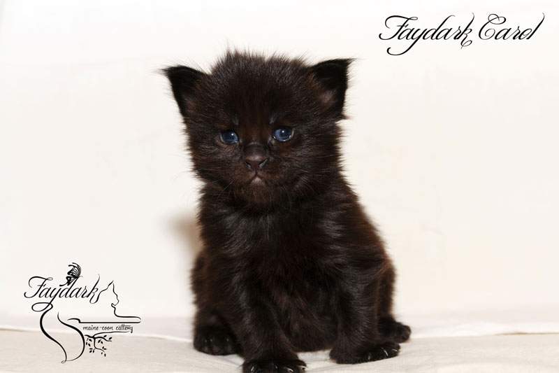 Faydark Carol - Kitten maine-coon 3 weeks