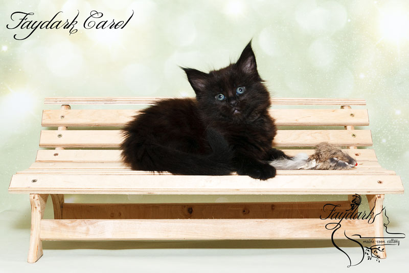 Faydark Carol - Kitten maine-coon 1 month 2 weeks