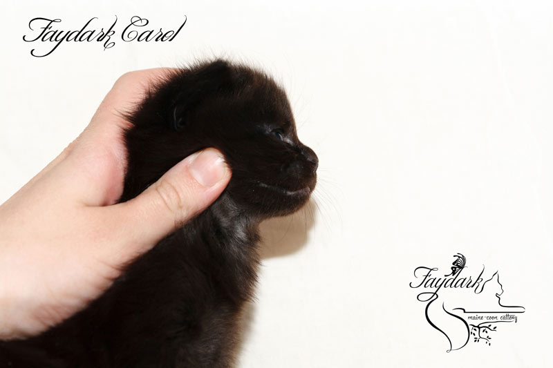 Faydark Carol - Kitten maine-coon 3 weeks