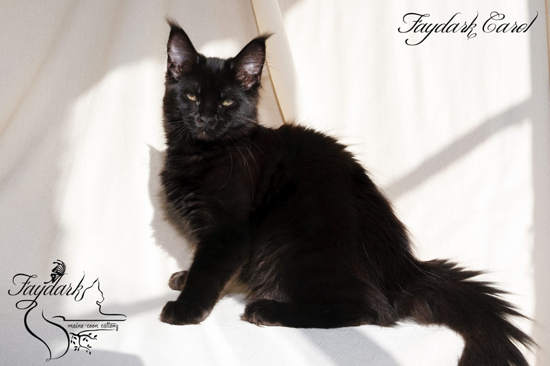 Faydark Carol - Kitten maine-coon 4 months
