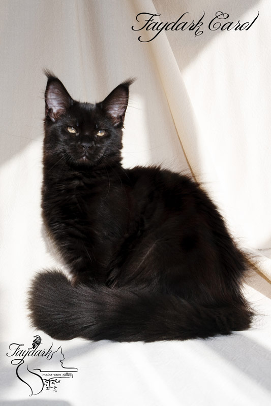 Faydark Carol - Kitten maine-coon 4 months
