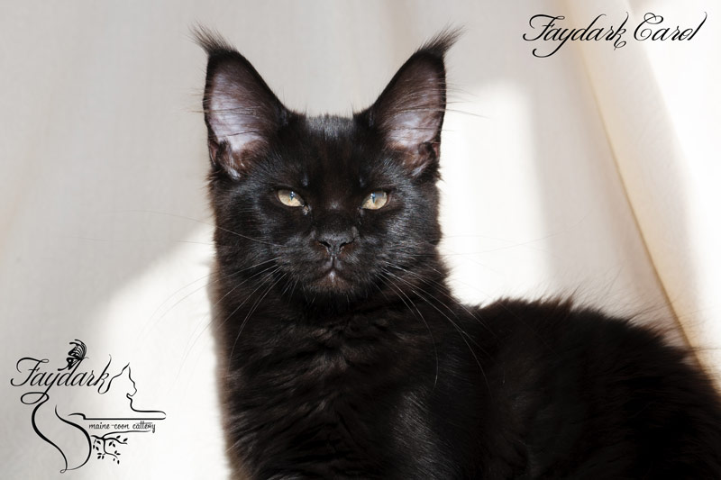 Faydark Carol - Kitten maine-coon 4 months