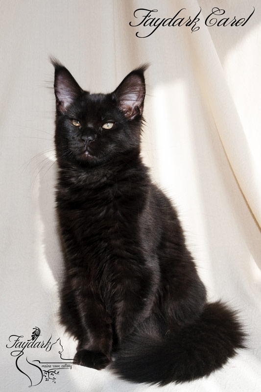 Faydark Carol - Kitten maine-coon 4 months