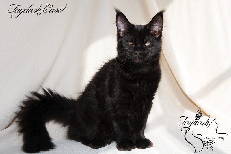 Faydark Carol - Kitten maine-coon 4 months