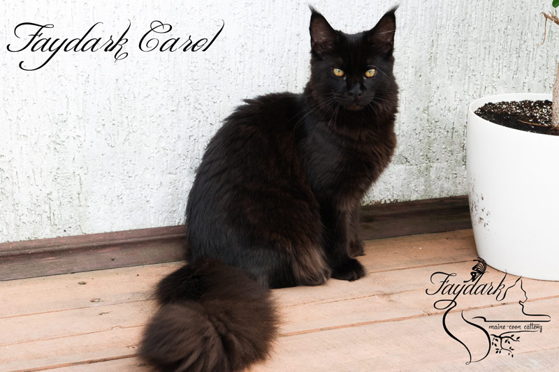 Faydark Carol - Junior maine-coon 7 months