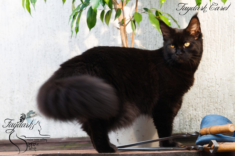 Faydark Carol - Junior maine-coon 7 months