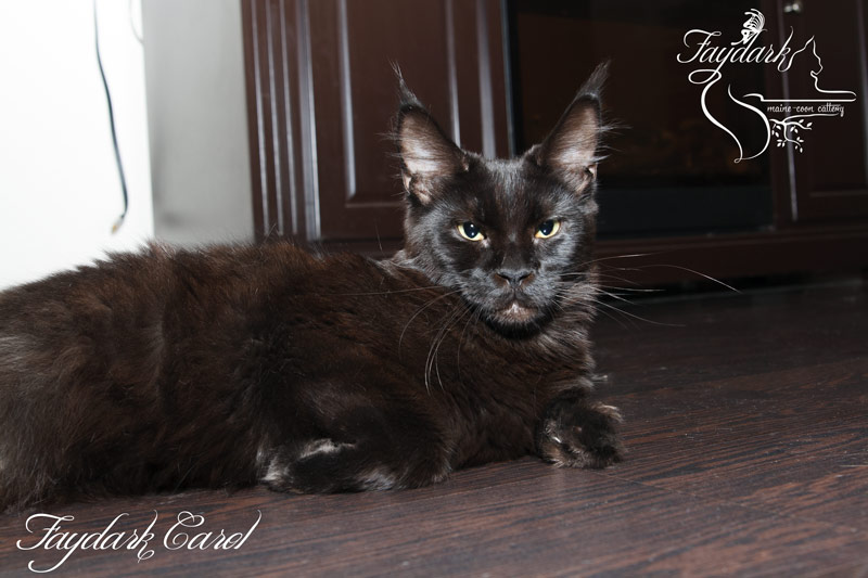 Faydark Carol - Junior maine-coon 9 months