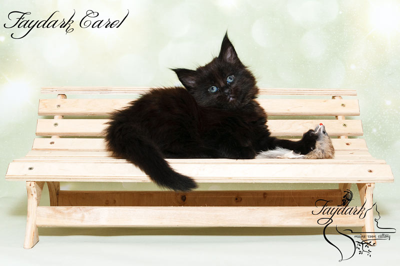 Faydark Carol - Kitten maine-coon 1 month 2 weeks