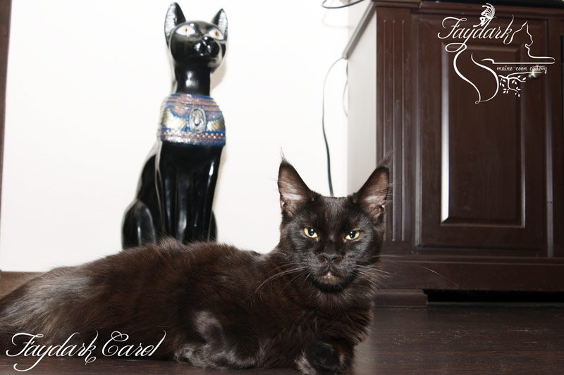 Faydark Carol - Junior maine-coon 9 months