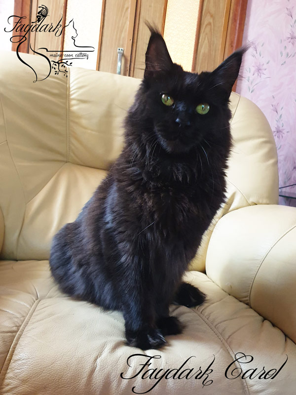Faydark Carol - Adult maine-coon 1 year 5.5 months
