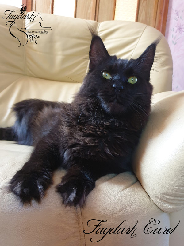 Faydark Carol - Adult maine-coon 1 year 5.5 months