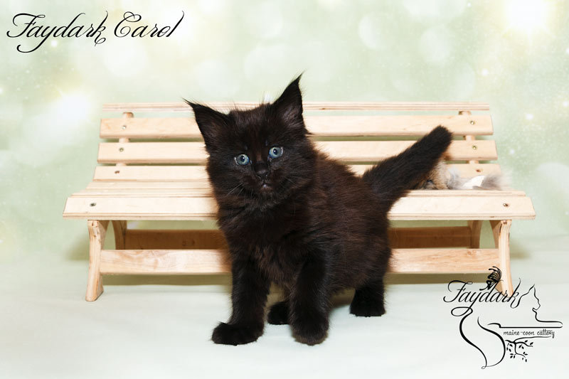 Faydark Carol - Kitten maine-coon 1 month 2 weeks