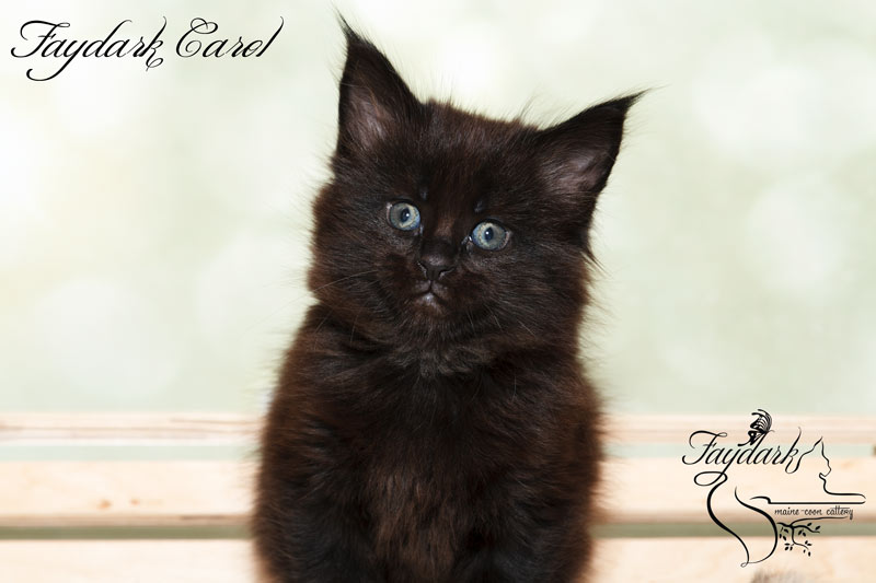 Faydark Carol - Kitten maine-coon 1 month 2 weeks