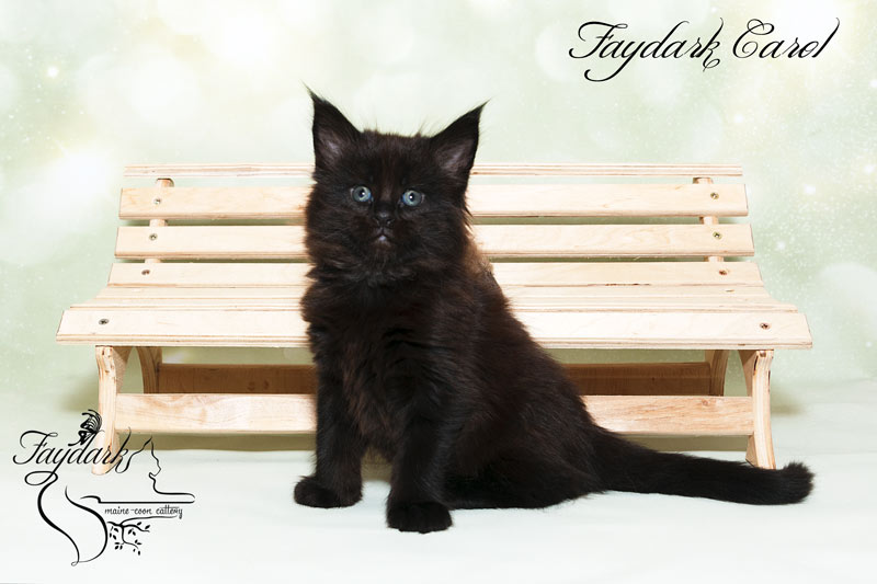 Faydark Carol - Kitten maine-coon 1 month 2 weeks