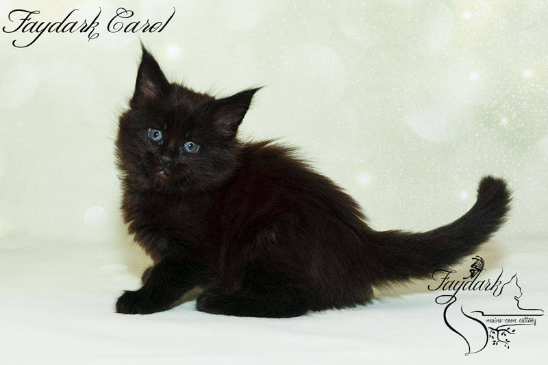 Faydark Carol - Kitten maine-coon 1 month 2 weeks