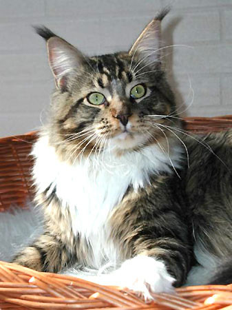 Langstteich's C. Countdown - maine-coon