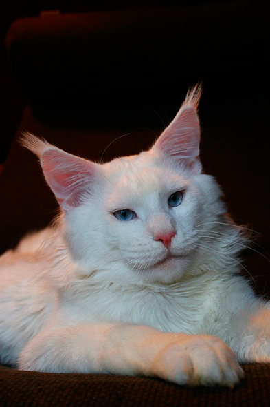 Kenay My Fairy King - maine-coon