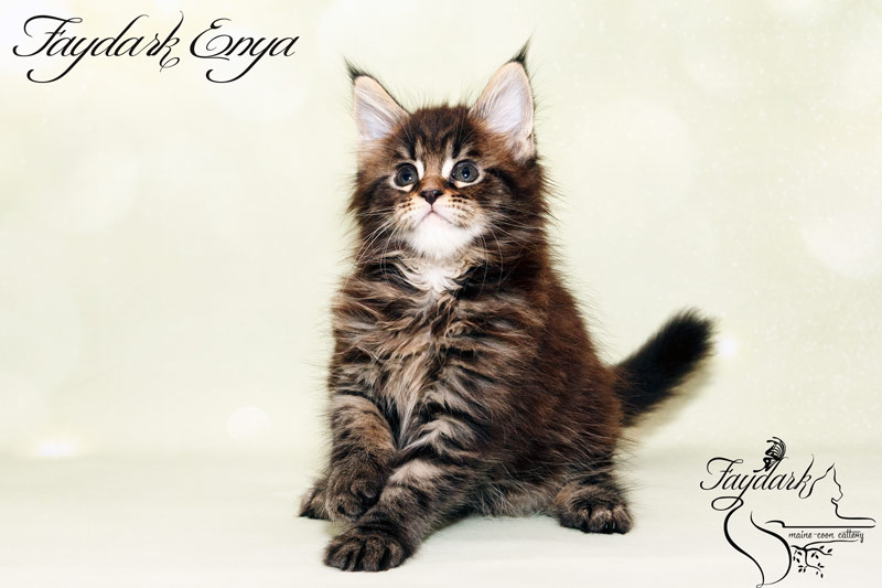 Faydark Enya - Kitten maine-coon 1 month 2 weeks