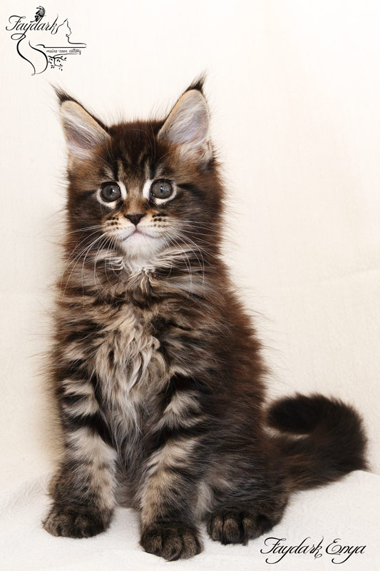 Faydark Enya - Kitten maine-coon 1 month 4 weeks