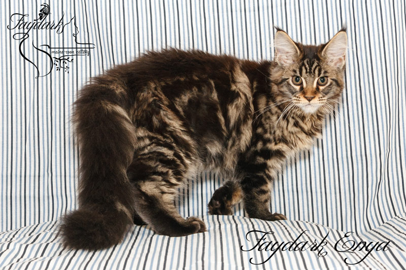Faydark Enya - Kitten maine-coon 3.5 months