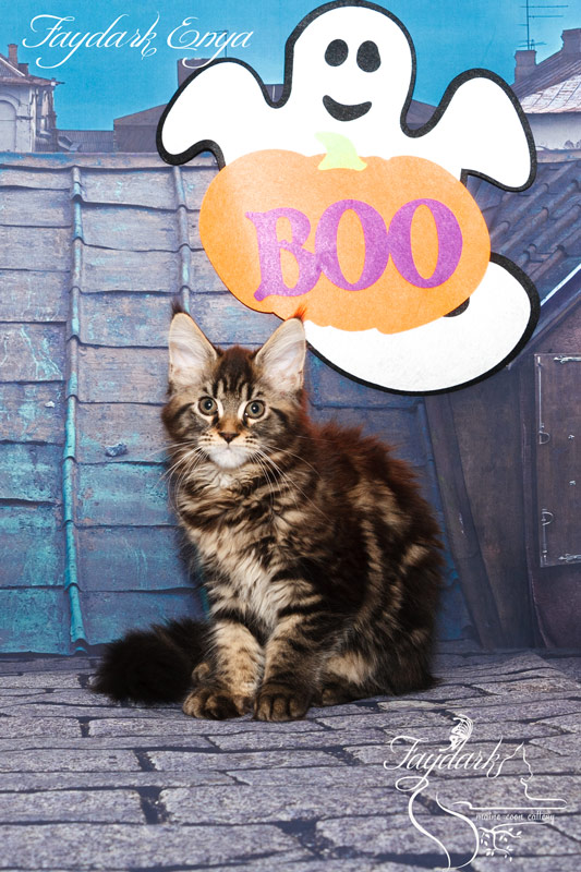 Faydark Enya - Kitten maine-coon 3 months