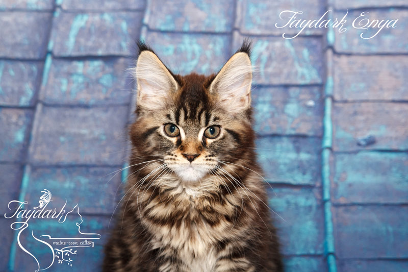 Faydark Enya - Kitten maine-coon 3 months