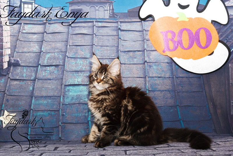 Faydark Enya - Kitten maine-coon 3 months