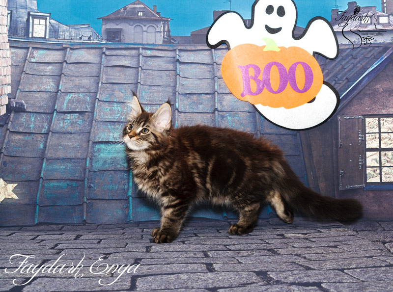 Faydark Enya - Kitten maine-coon 3 months