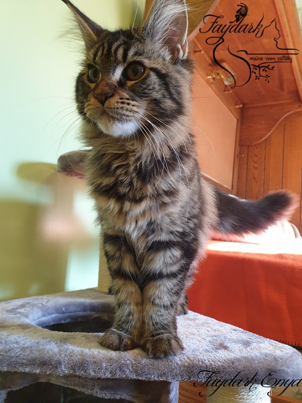 Faydark Enya - Kitten maine-coon 5 months