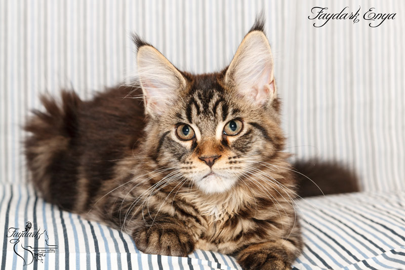 Faydark Enya - Kitten maine-coon 3.5 months
